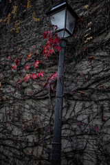 foliage in montmartre 