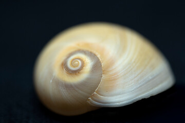 Macro photo, Neverit Josephinia on a black background