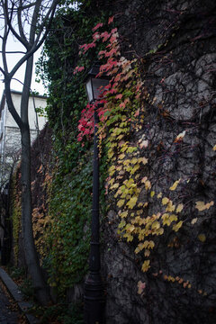 autumn fall collors