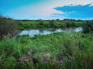 Lush meadows lake trees on the shore and driftwood evening light sunset quiet surface of water flowers in the grass and reflection in the water