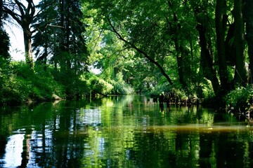 Fototapeta na wymiar Nature reserve in Poland, Barycz Valley, trees, water, Park,