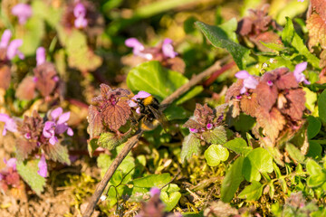 Wiesen bieten Insekten wie Hummeln ein vielf&auml;ltiges Nahrungsangebot. Die Hummel sammelt den Nektar unter anderem, um daraus Honig f&uuml;r ihre Kolonie herzustellen. 