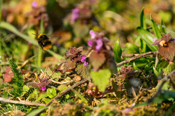 Wiesen bieten Insekten wie Hummeln ein vielfältiges Nahrungsangebot. Die Hummel sammelt den Nektar unter anderem, um daraus Honig für ihre Kolonie herzustellen. 