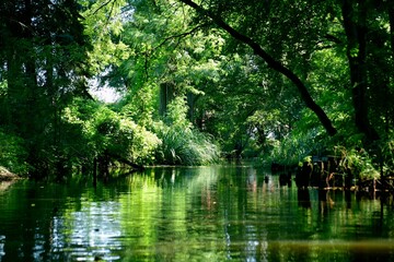 Nature reserve in Poland, Barycz Valley, trees, water, Park,