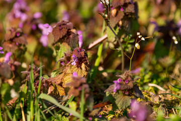 Purpurrote Taubnesseln auf einer Wiese.