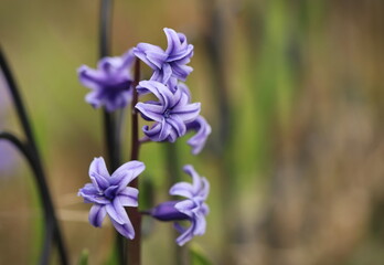 Hyacinth flower