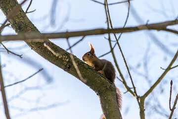 Ein Eichhörnchen sitzt in einem Baum und frisst eine Nuss.