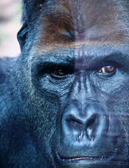 Portrait of a huge silverback gorilla. This amazing endangered primate can only be found in Rwanda and Uganda, national nature reserves.