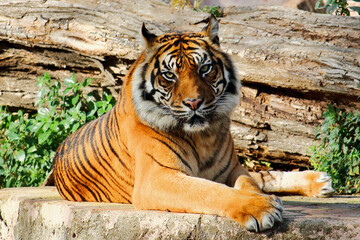 Portrait of a huge male bengal tiger. This amazing endangered predator can only be found in India,...