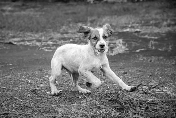 Mutt dog. Pets and company.