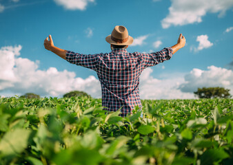 Man with his back to the viewer in a field of soy. Farmer thanking for the harvest or rain.