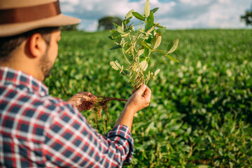 Naklejka na ściany i meble Male farm worker hand harvesting green fresh ripe organic soybean.
