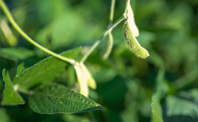 Green fresh organic soybean on field.