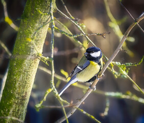 Great tit bird sitting in tree