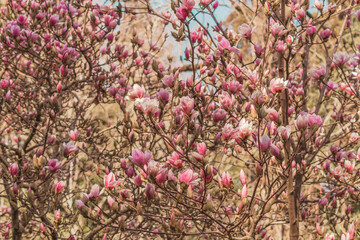 Fototapeta premium Blooming magnolia tree with pink flowers close up. Sochi,Russia.