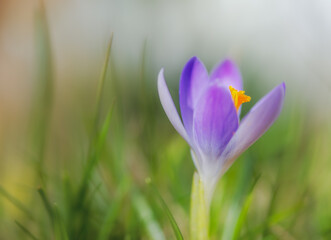 Crocus flower in a meadow