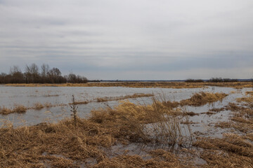 Landscape with a flooded field. On a cloudy day with a grey spring sky. The river is overflowing. Dry grass sticks out of the water.