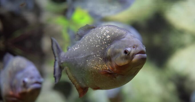 Piranha - Colossoma macropomum