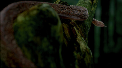 Head snake focus on tree in the jungle with 3d rendering.