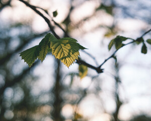 leaves in the sun