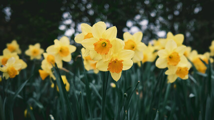 Fototapeta premium daffodils in spring