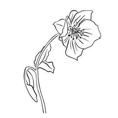 Vector illustration of a hellebore flower. Doodle style.