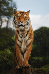 Bengal tiger is a Panthera tigris tigris population native to the Indian subcontinent, Standing on...