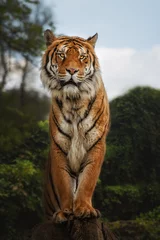 Foto op Aluminium Bengal tiger is a Panthera tigris tigris population native to the Indian subcontinent, Standing on tree stump © Tomas Hejlek