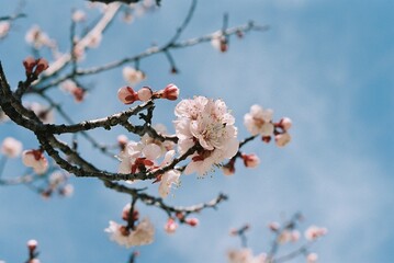 Cherry blossom in Korea