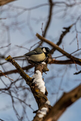 a bird on a branch