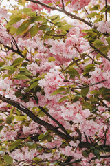 Branches of blooming sakura.