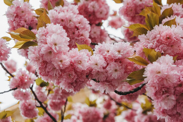 Sakura cherry blossom close up.