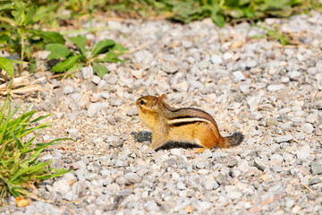 A cute Colorado chipmunk is playing on the ground