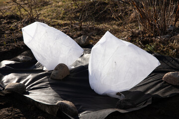 Covering blueberry bushes in winter and spring with white protective textile to protect plants from...