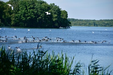Nature reserve in Poland, Barycz Valley, trees, water, Park, © Albin Marciniak