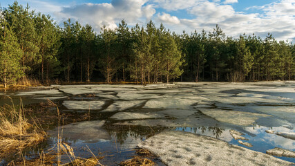 Cracked ice melts under the sun on a forest lake. Swampy forest area with yellow dry grass. Spring...