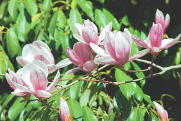 Blooming magnolia tree with pink flowers close up. Sochi,Russia.