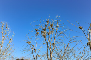 Nests in the dead trees