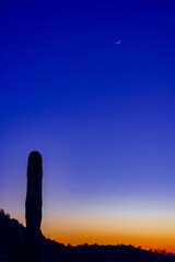 sunset with saguaro cactus and moon