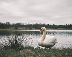 swan on the lake