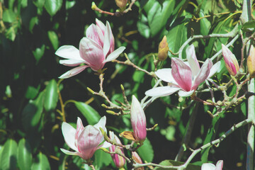 Fototapeta na wymiar Blooming magnolia tree with pink flowers close up. Sochi,Russia.
