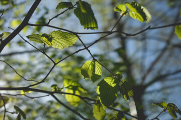 leaves on a day