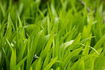 Beautiful water drops on leaves