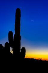 saguaro cactus with moon at sunset