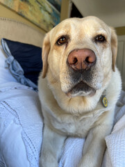 Yellow Labrador retriever close up. 
