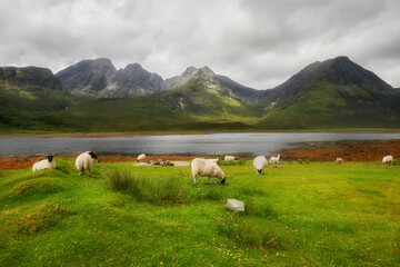 Fototapeta premium Flock of sheep grazing, Scotland, Elgol