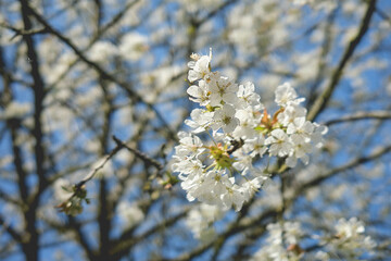 tree blossom