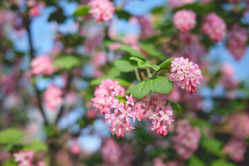 pink blossom