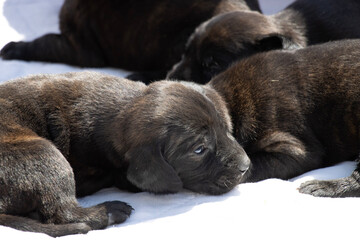 Obraz premium two puppies sleeping