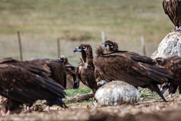 Cinereous Vulture, (Aegypius monachus) in a group natural habitat. Wild life.